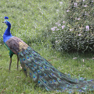 <span class=keywords><strong>ราคา</strong></span>ขายส่ง โมเดลนกยูงตกแต่งคริสต์มาส ทำจากโฟม ขนาดเท่าตัวจริง สวยงาม - Product Image 6