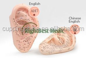 Manual de Usuario en Inglés de 13 cm, Modelo de Oreja Médica con Puntos de Acupuntura - Product Image 2