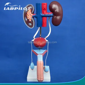 Maschio Modello di Sistema Urogenitale, Anatomico Modello Urinario