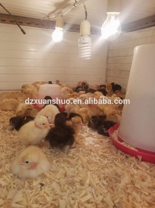 Pollame incubatore chioccia macchina per il Bambino pulcini - Product Image 6