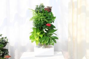 Riego automático <span class=keywords><strong>vertical</strong></span> jardín flor planta pot - Product Image 5
