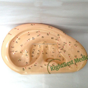 İngilizce kullanım kılavuzu tıbbi kulak akupunktur modeli <span class=keywords><strong>l</strong></span> kulak masaj modeli akupunktur noktaları modeli İşitme aracı 40 CM - Product Image 3