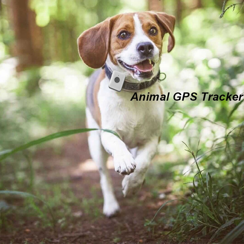 Gps-трекер для домашних животных с ошейником и приложением