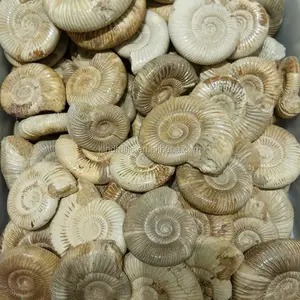 天然 Vanikoro Ligata 蜗牛水晶石菊石化石待售