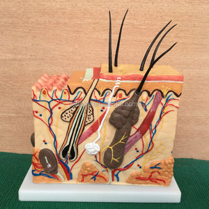 <span class=keywords><strong>Pelle</strong></span> Modello di Blocco, modello Sezione della <span class=keywords><strong>pelle</strong></span>, <span class=keywords><strong>Pelle</strong></span> <span class=keywords><strong>Umana</strong></span> Modello Anatomico - Product Image 2