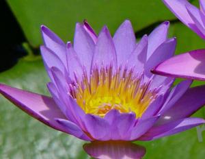 LAN Lian Hua ดอกบัวสีน้ำเงินอบแห้ง