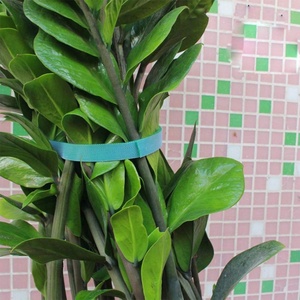 75 फुट द्वारा 1/<span class=keywords><strong>2</strong></span> कटौती करने के लिए लंबाई संयंत्र प्रभावी बढ़ रही मजबूत बागवानी पकड़ती उद्यान संयंत्र के लिए संबंधों का समर्थन करता है - Product Image 6