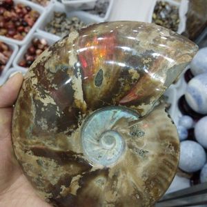 Fossili di Lumaca Colorati in Pietra Naturale <span class=keywords><strong>e</strong></span> <span class=keywords><strong>Minerali</strong></span> Lucidati all'Ingrosso - Product Image 3