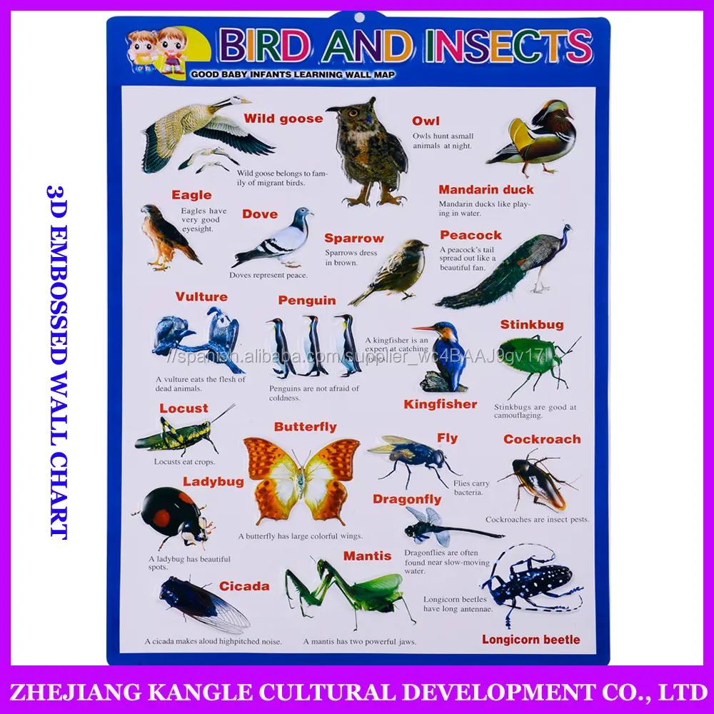3D en relieve gráfico niños euducational cartas con diferentes aves e insectos tabla con buena calidad