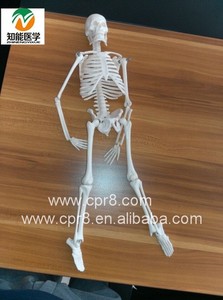 PVC Material esqueleto humano Anatomía real diseñado - Product Image 2