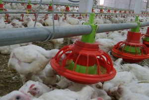 Factory Price <span class=keywords><strong>design</strong></span> agricultural equipment machinery Poulaillers for sale Philippines - Product Image 2