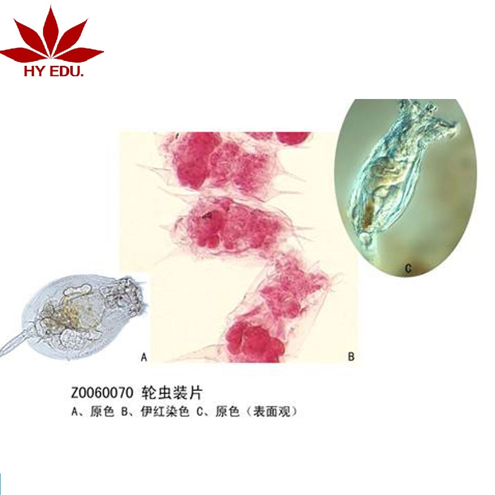 Индивидуальные недорогие слайды rotifer w m для приготовления микроскопа, образовательные слайды