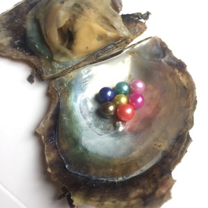 Emballés sous vide 6-8mm Lâche perle Ronde en de Culture Akoya Perle Oyster - Product Image 5
