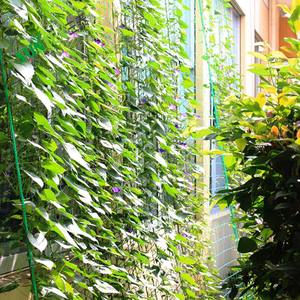 植物トレリスネット 8x100m 25x25cm キュウリ豆サポート 植物トレリスネット 野菜つる性植物ネット - Product Image 5