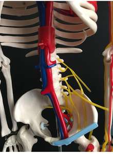 Esqueleto de 85cm con corazón y modelo vascular, tamaño real, anatomía del cuerpo humano, modelos educativos de anatomía para entrenamiento en la Escuela de Medicina - Product Image 4