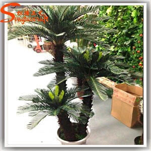 ต้นไซกัส ไซกัส รีโวลูต้า ราคา ไซกัส รีโวลูต้า ขาย - Product Image 4