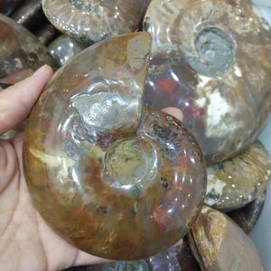 Wholesale Natural Stones and Minerals Rock Polished Snail Fossil Colored Snail