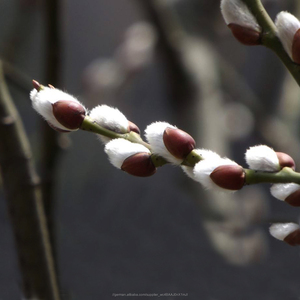 Frische schnittblume importeure <span class=keywords><strong>pussy</strong></span> <span class=keywords><strong>willow</strong></span> salix für weihnachten made in China - Product Image 6