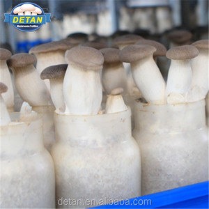 Detan Eryngii Champignons Journaux/la <span class=keywords><strong>Culture</strong></span> des Champignons <span class=keywords><strong>Kit</strong></span> - Product Image 1
