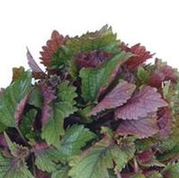 Bahan Bumbu Kkaennip Kimchi DAUN Perilla Frutescens Kering Mentah Daun Perilla untuk Dijual