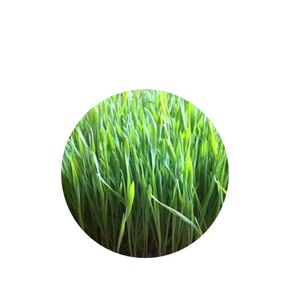 Minuman Kesehatan Herbal Alami 100% Murni Bubuk Jus Rumput Gandum Organik - Product Image 3
