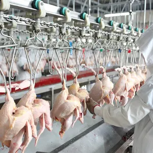 Machine d'abattage automatique de poulet de volaille halal 300BPH à 10000BPH à vendre