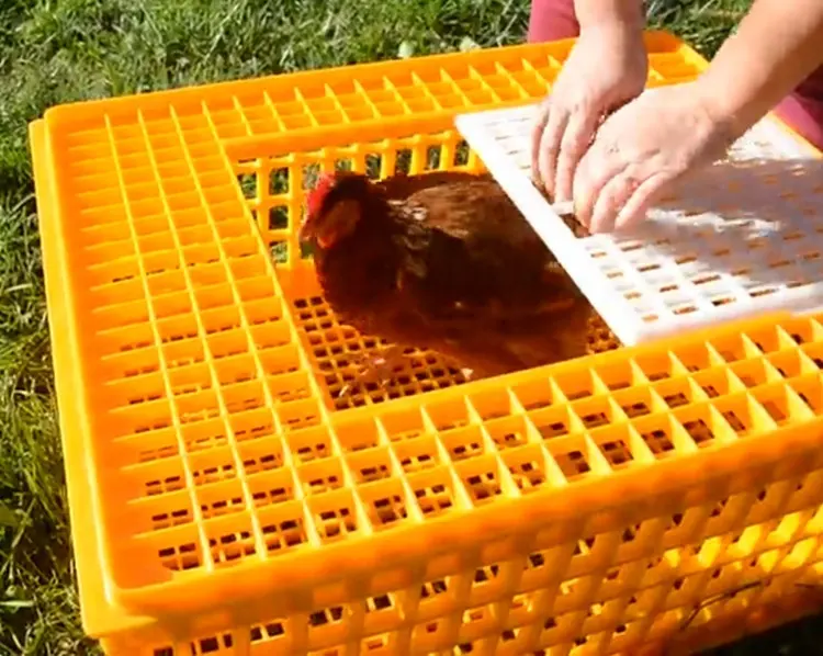 95*56*27cm hot sales poultry plastic transportation crate/cage/coop/box