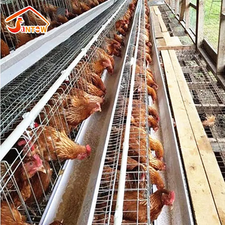 Cages à couche d'œuf de poulet, type A ou H, meilleure vente, utilisation de mamelons, système d'arrosage automatique, cage de volaille chine
