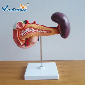 medical anatomical model Hot selling Plastic Human pancreas spleen and duodenum anatomy model medical science education model