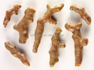 Free Sample Chinese Herb Jiang Huang Rhizoma Curcumae Longae <strong>Turmeric</strong> <strong>Root</strong> - Product Image 3
