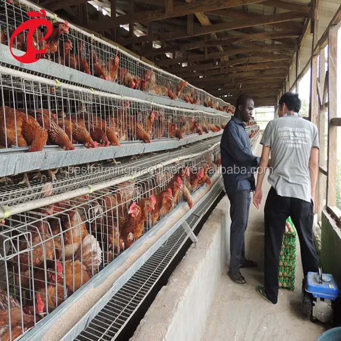 Broyeur à viande automatique, cage de poulet en vente, échantillon gratuit