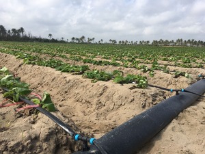 16 millimetri OD Agricoltura di <span class=keywords><strong>Irrigazione</strong></span> <span class=keywords><strong>goccia</strong></span> <span class=keywords><strong>a</strong></span> <span class=keywords><strong>goccia</strong></span> tubo flessibile per il sistema di <span class=keywords><strong>irrigazione</strong></span> <span class=keywords><strong>a</strong></span> <span class=keywords><strong>goccia</strong></span> - Product Image 3