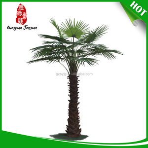 nhà máy sản xuất cửa hàng <span class=keywords><strong>robellini</strong></span> cây cọ - Product Image 2