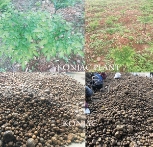 Ekstrak Gusi Tepung Konjac dari Konjac untuk Bahan Penebal - Product Image 4