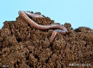 Engrais verimposte à modeler, 50 ml, engrais organique de manucure - Product Image 6