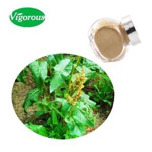 ISO22000 free sample high quality Rumex crispus yellow dock extract