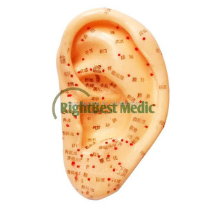 Manual de Usuario en Inglés de 13 cm, Modelo de Oreja Médica con Puntos de Acupuntura - Product Image 1