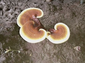 Extrait de Reishi champignon, poudre de haute qualité, 10g sans échantillon, soins de santé, amélioration de l'émulsion - Product Image 4