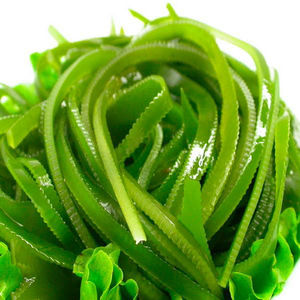 العضوية عشب البحر كومبو الأعشاب البحرية/kombu عشب البحر مسحوق الأعشاب البحرية/kombu عشب البحر مستخلص الأعشاب البحرية - Product Image 2
