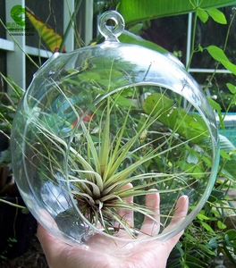 Globes de verre suspendus, plante d'<span class=keywords><strong>air</strong></span>, Terrarium pour décoration de maison - Product Image 2