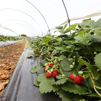 Serre commerciale kits utilisé fraise système hydroponique de croissance