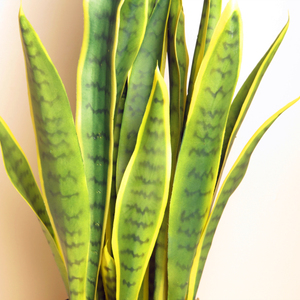 <span class=keywords><strong>Planta</strong></span> ornamental artificial para decoración de interiores, <span class=keywords><strong>planta</strong></span> de <span class=keywords><strong>serpiente</strong></span> bonsái, sansevieria Agave - Product Image 5