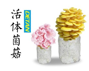 <span class=keywords><strong>Shiitake</strong></span>, ostra, cogumelo reishi madeira/micélio - Product Image 3