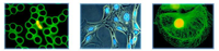 Pour le microscope de laboratoire biologique d'éclairage halogène à fluorescence inversée optique EOC avec grossissement 400x pour une utilisation en laboratoire
