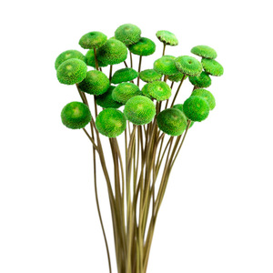 Chrysanthème <span class=keywords><strong>bouton</strong></span> de fleur <span class=keywords><strong>séchée</strong></span> de haute qualité, fleur éternelle pour mariage, fête des mères, présenté dans un coffret cadeau, matériaux floraux - Product Image 3
