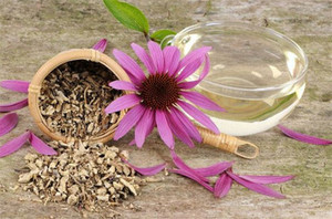 Sıcak satış ekinezya Purpurea özü otlar ekinezya özü - Product Image 3