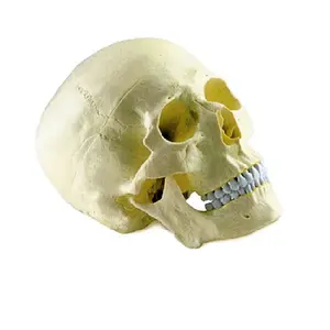 Modello anatomico medico del cranio umano 3d colorato pvc di plastica di scienza medica