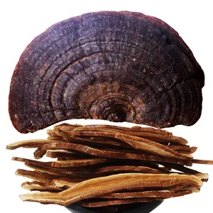 Médecine chinoise — gel à extrait de Ganoderma lucioffre spéciale, huile de sportif pour reishi, substance gélatineuse de fleur