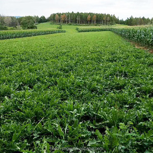 Rễ Bồ Công Anh Khô Được Cung Cấp Từ Nhà Máy, Taraxacum Tự Nhiên - Product Image 5