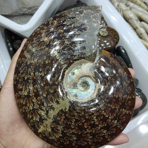 Natural Large <strong>Ammonite</strong> <strong>Fossils</strong> Stones Snail <strong>Fossils</strong> for Gift and Decoration